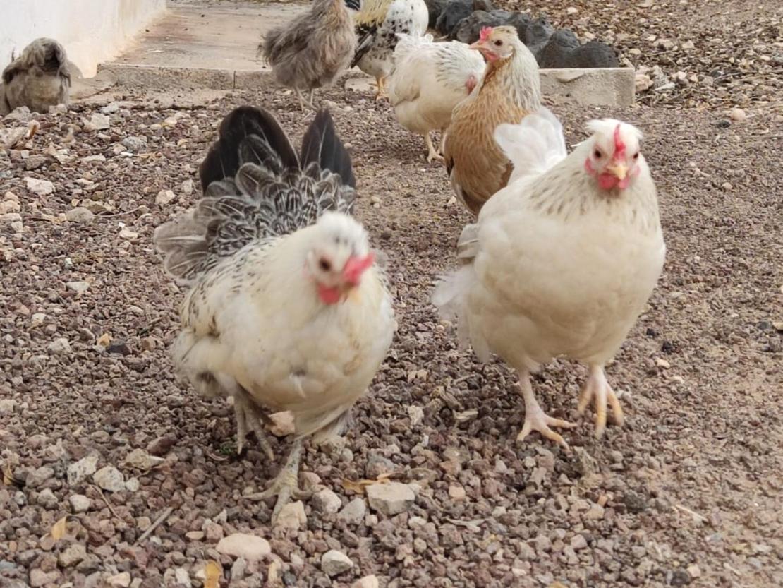 Fuerteventura Casa Tikuna Ла-Оліва Екстер'єр фото